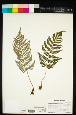 Dryopteris marginalis image