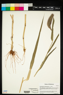 Pennisetum glaucum image