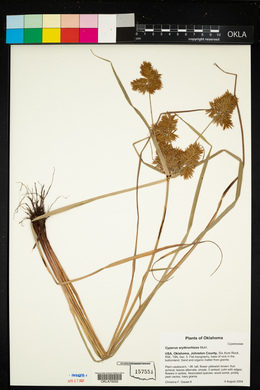 Cyperus erythrorhizos image