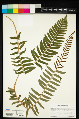 Polystichum acrostichoides image