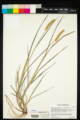 Setaria parviflora image