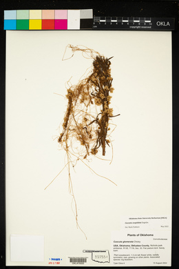 Cuscuta cuspidata image