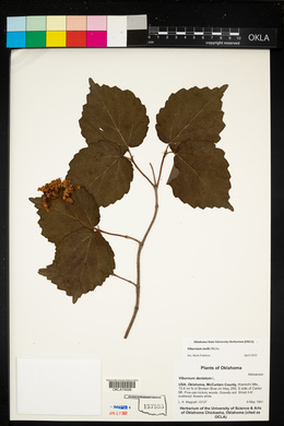 Viburnum molle image