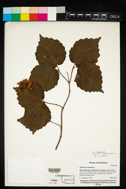 Viburnum molle image