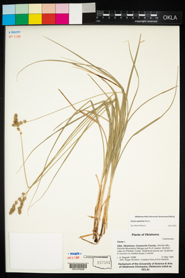 Carex austrina image