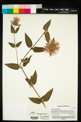 Monarda fistulosa image
