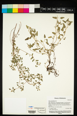 Sida abutilifolia image