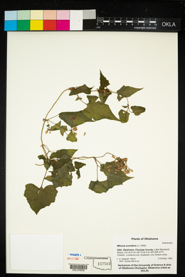 Mikania scandens image