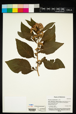 Pluchea camphorata image