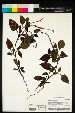 Heliotropium indicum image