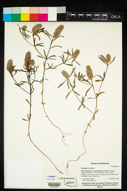 Polygala cruciata image