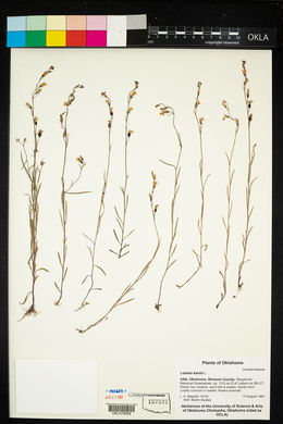 Lobelia kalmii image