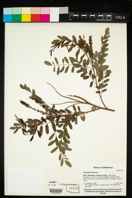 Amorpha fruticosa image