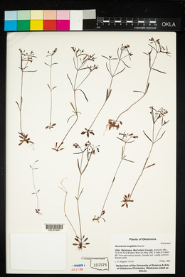 Houstonia longifolia image