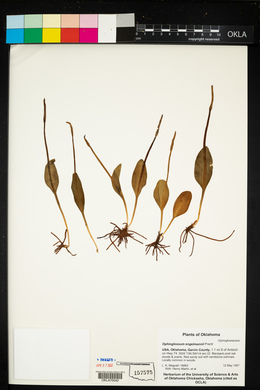Ophioglossum engelmannii image