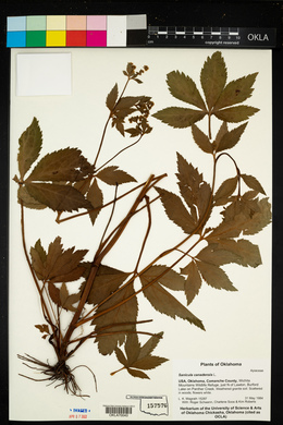 Sanicula canadensis image