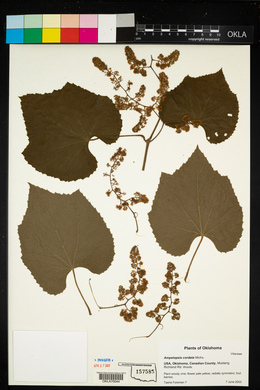 Ampelopsis cordata image
