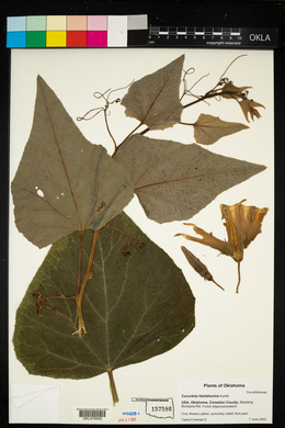 Cucurbita foetidissima image