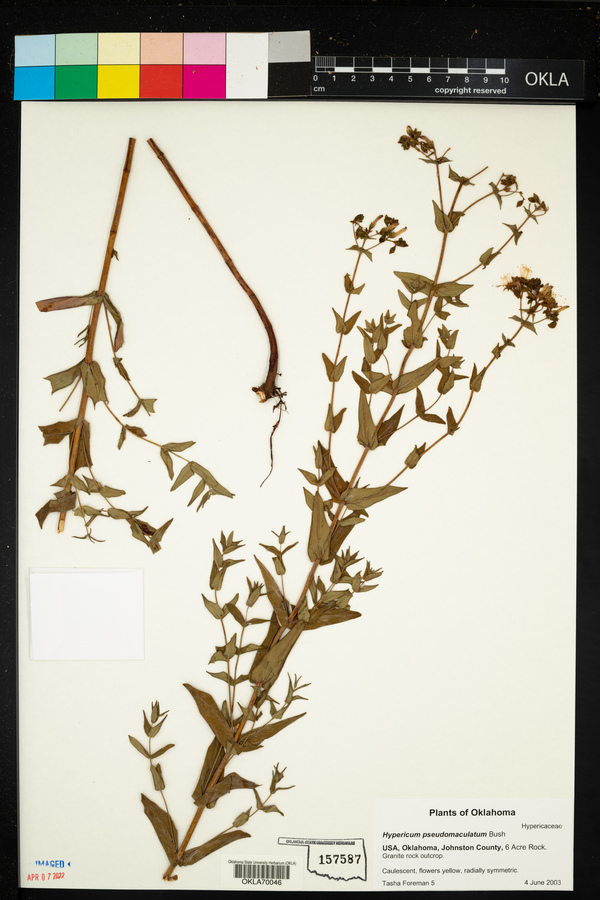 Hypericum pseudomaculatum image