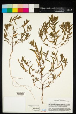 Acalypha virginica image