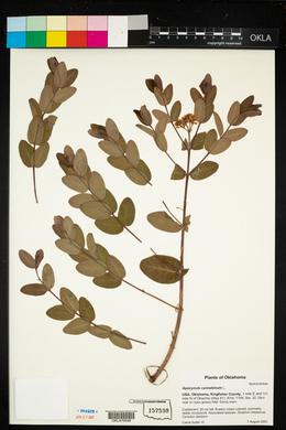 Apocynum cannabinum image