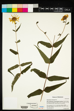 Helianthus hirsutus image