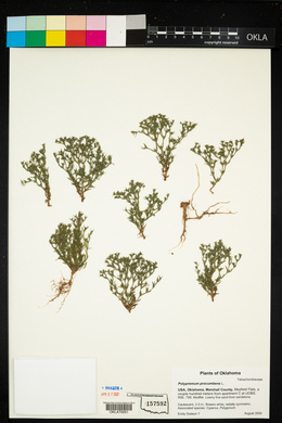Polypremum procumbens image