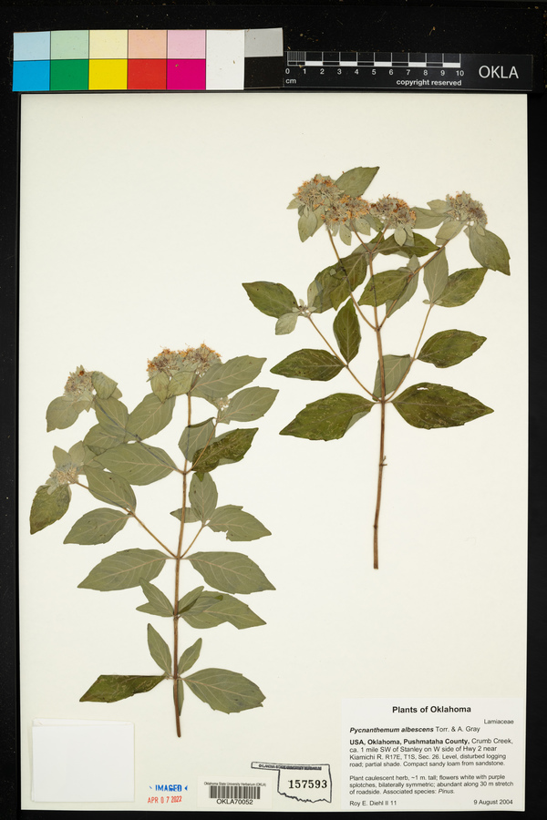Pycnanthemum albescens image