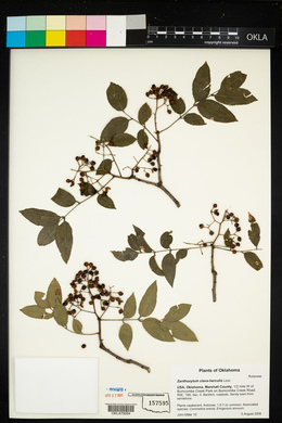 Zanthoxylum clava-herculis image