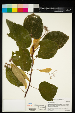 Tilia americana image