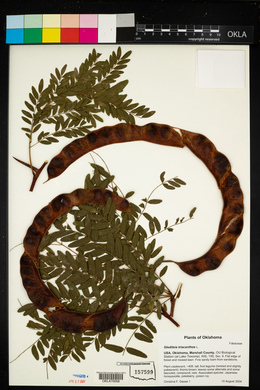 Gleditsia triacanthos image