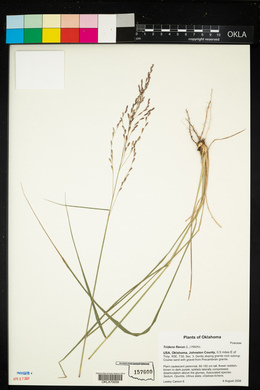 Tridens flavus image