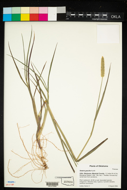 Setaria parviflora image