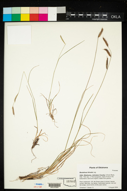 Bouteloua hirsuta image
