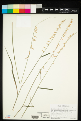 Bouteloua curtipendula image