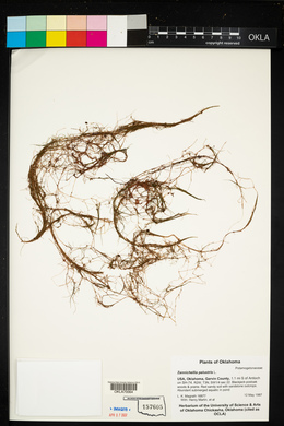 Zannichellia palustris image