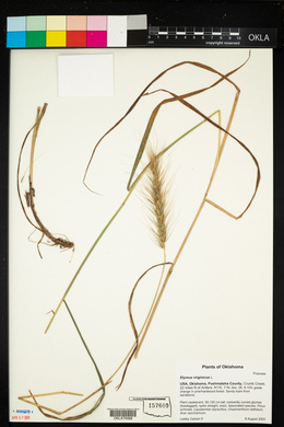 Elymus virginicus image