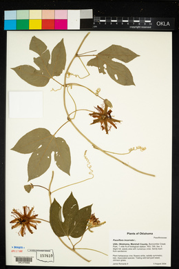 Passiflora incarnata image
