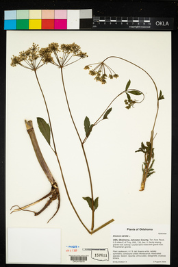 Daucus carota image