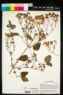 Clematis terniflora image