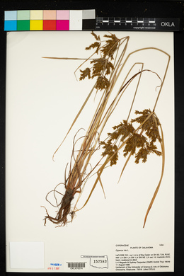 Cyperus iria image