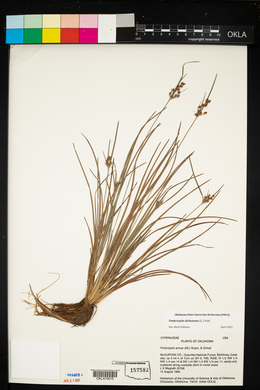 Fimbristylis dichotoma image