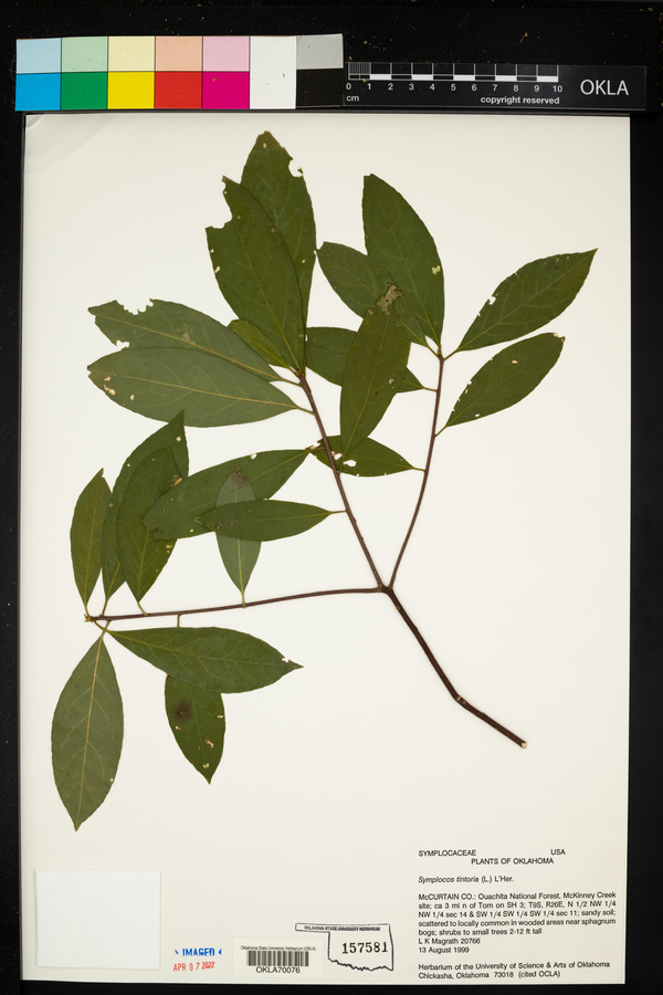 Symplocos tinctoria image