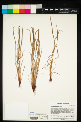 Plantago elongata image