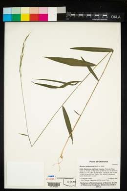 Bromus pubescens image