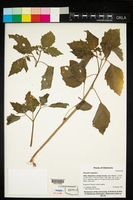 Physalis angulata image