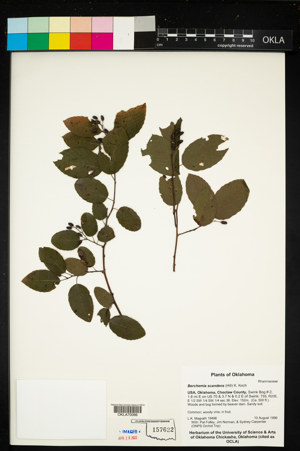 Berchemia scandens image