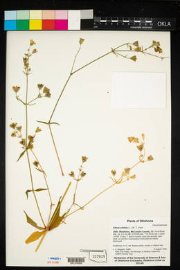 Silene stellata image