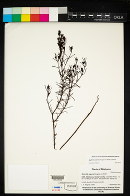 Agalinis aspera image