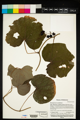 Menispermum canadense image